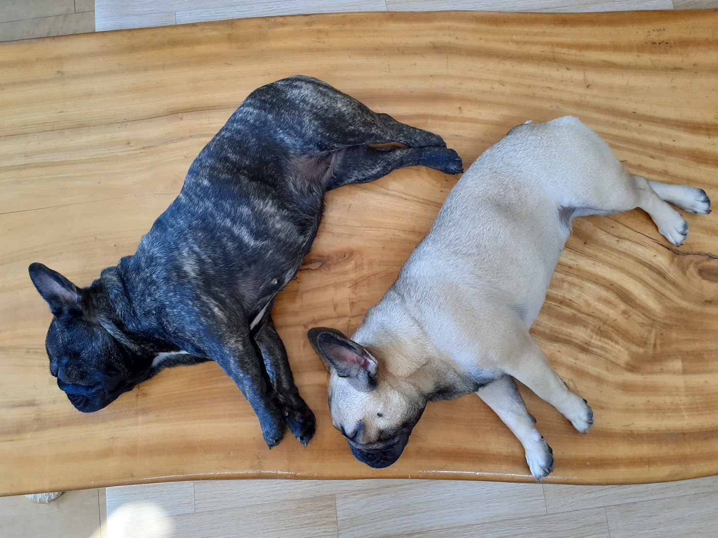 �t�����`�u���h�b�O �e��