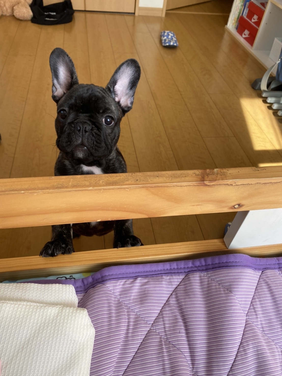 �t�����`�u���h�b�O �e��