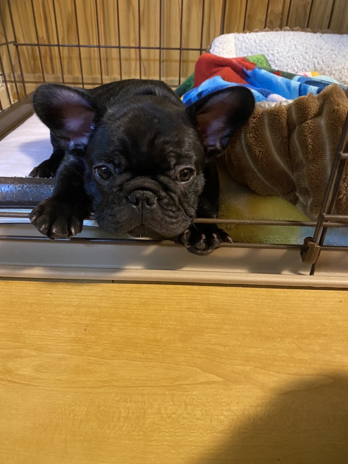 �t�����`�u���h�b�O �e��