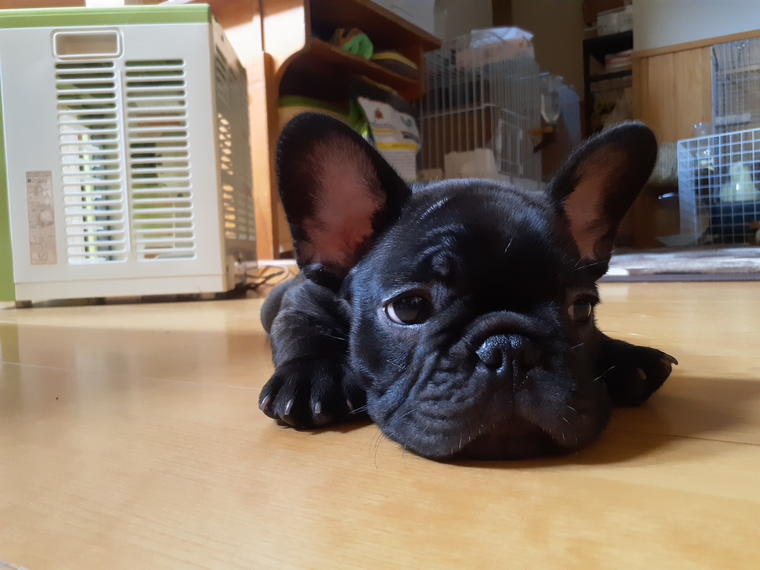 �t�����`�u���h�b�O �e��