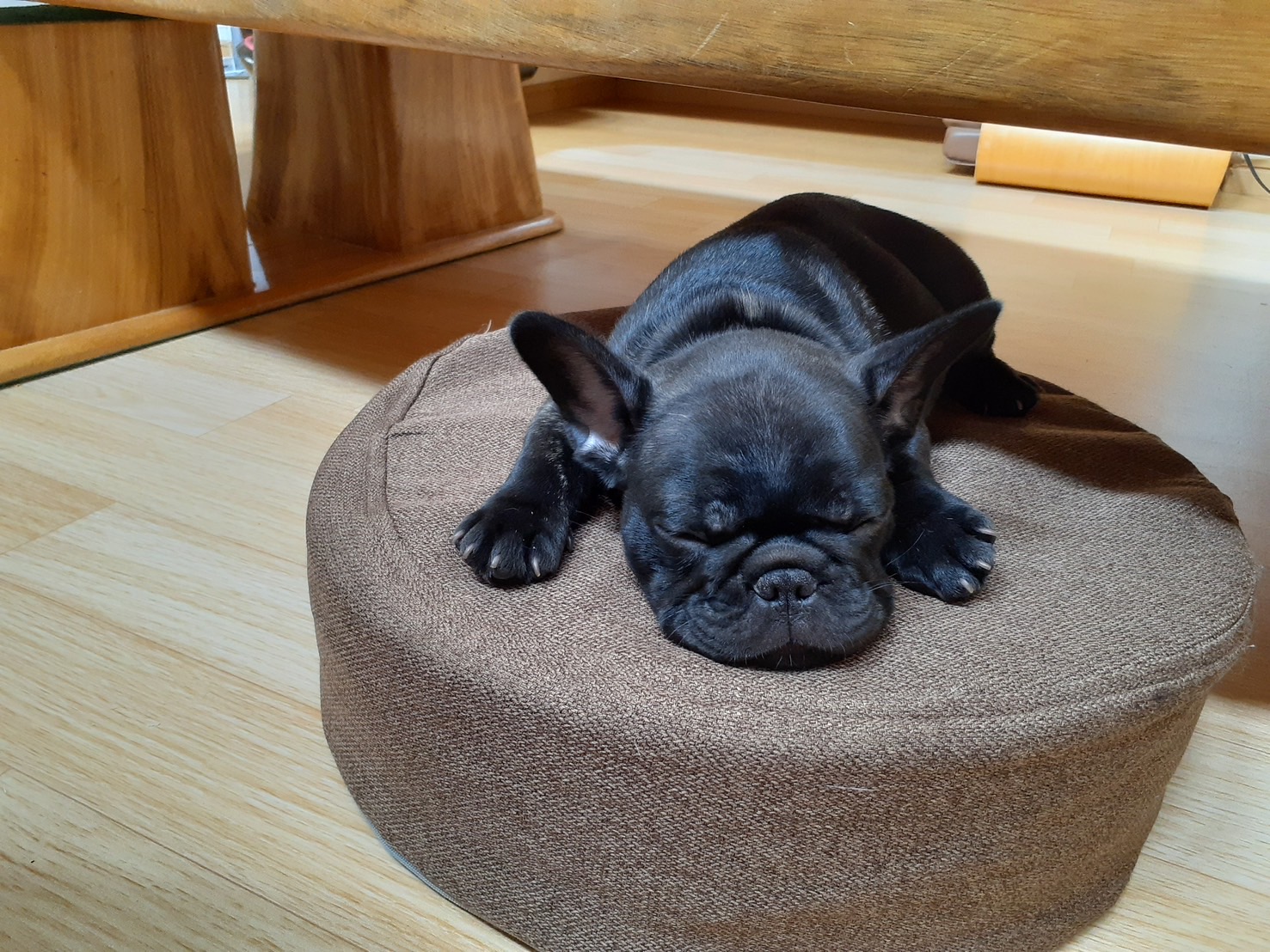 �t�����`�u���h�b�O �e��