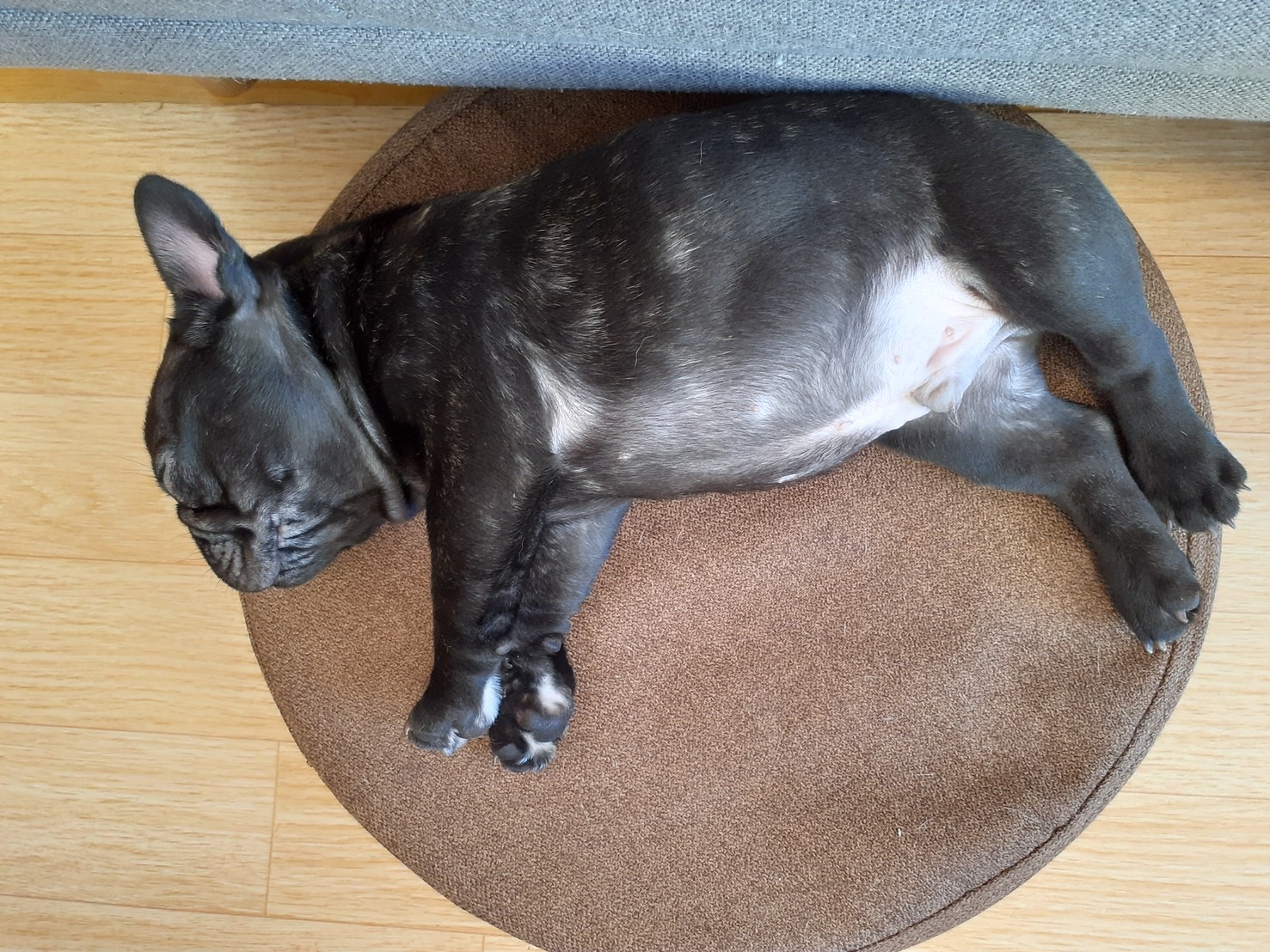 �t�����`�u���h�b�O �e��