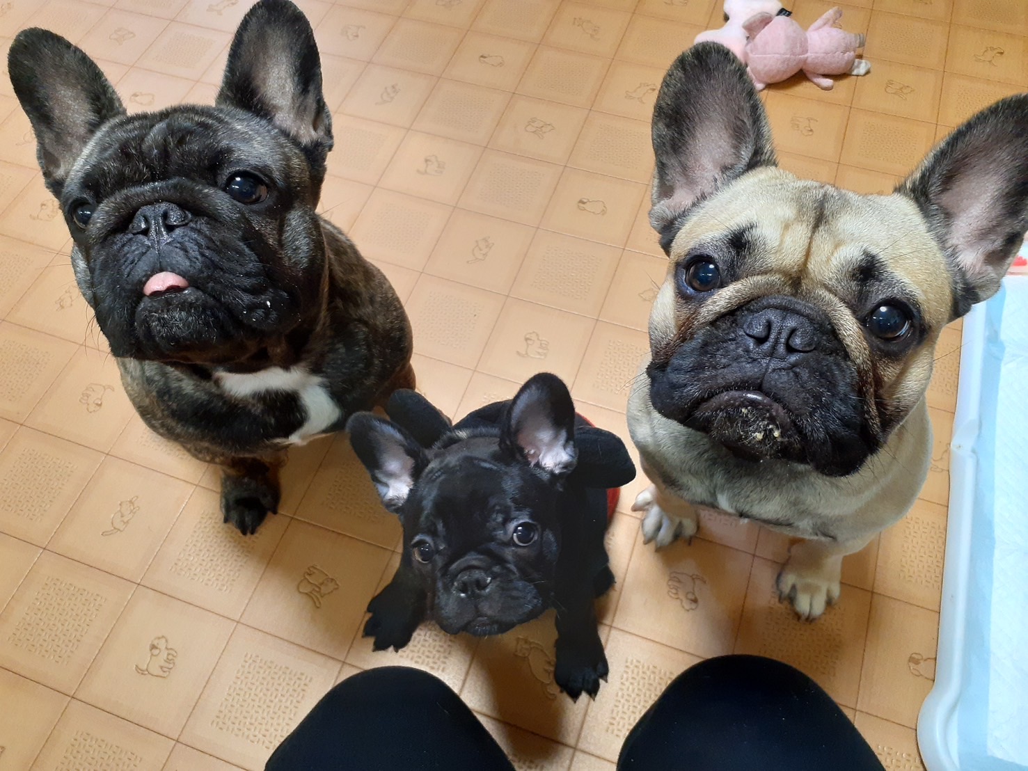 �t�����`�u���h�b�O �e��