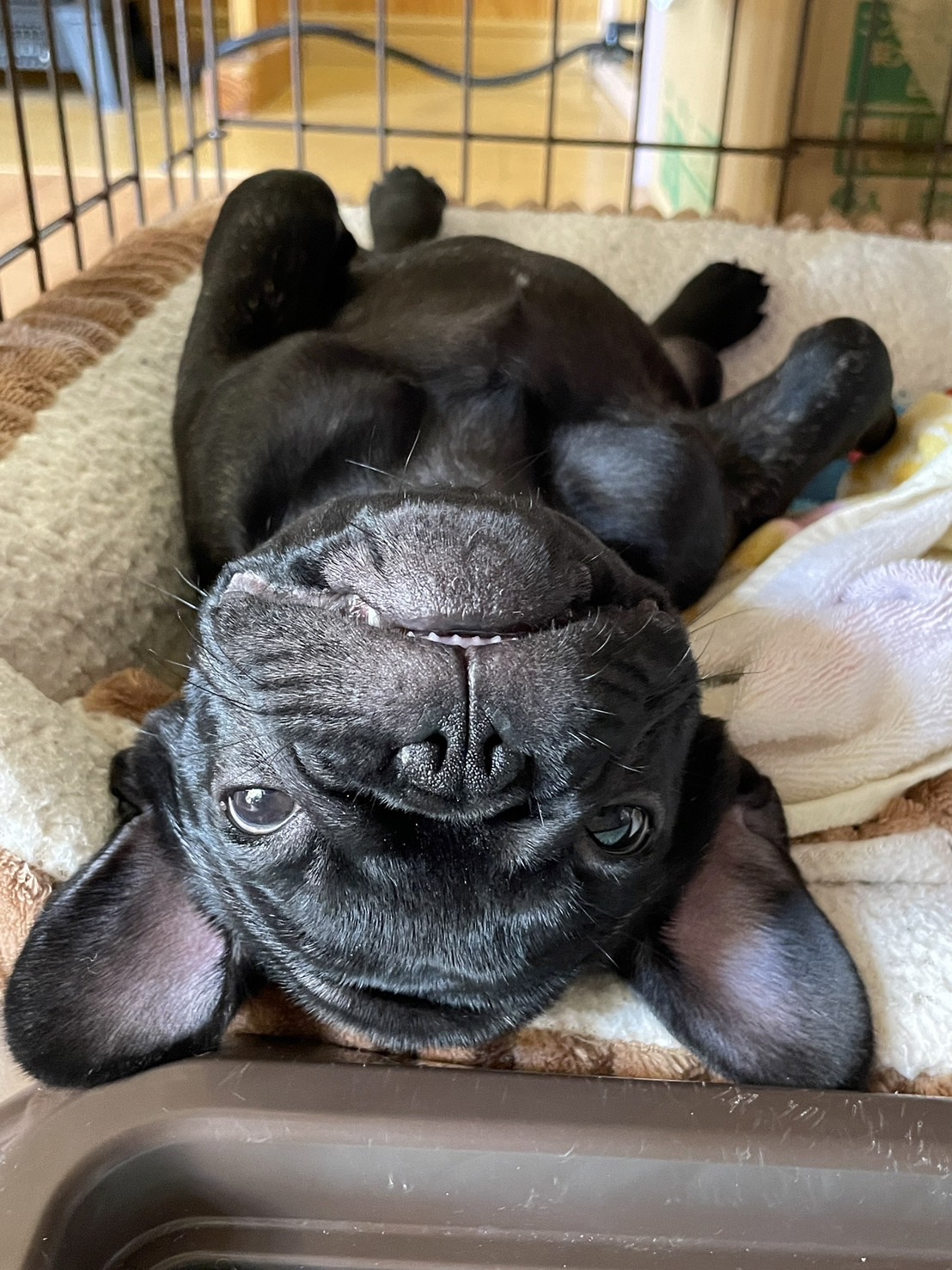 �t�����`�u���h�b�O �e��