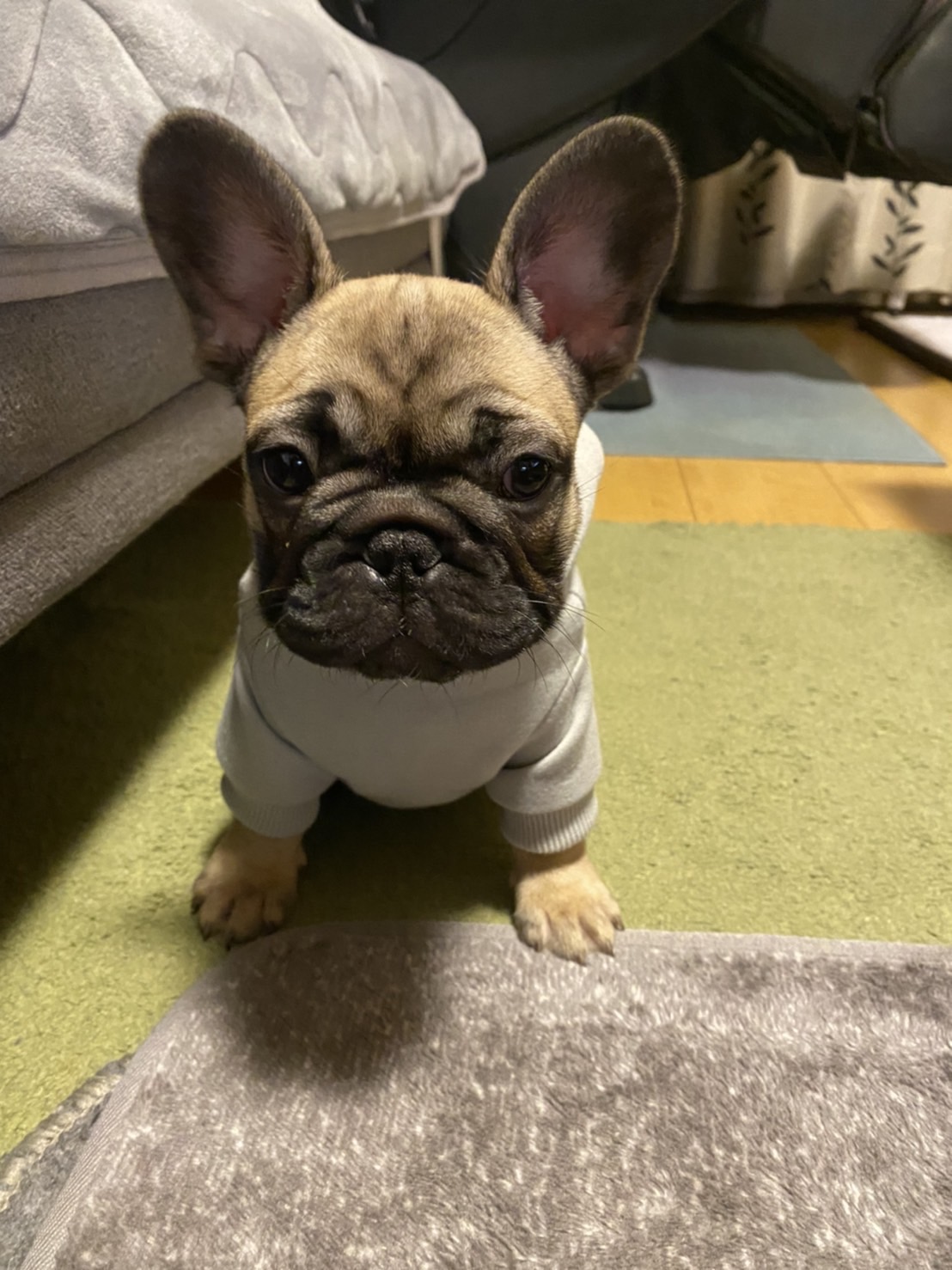 �t�����`�u���h�b�O �e��