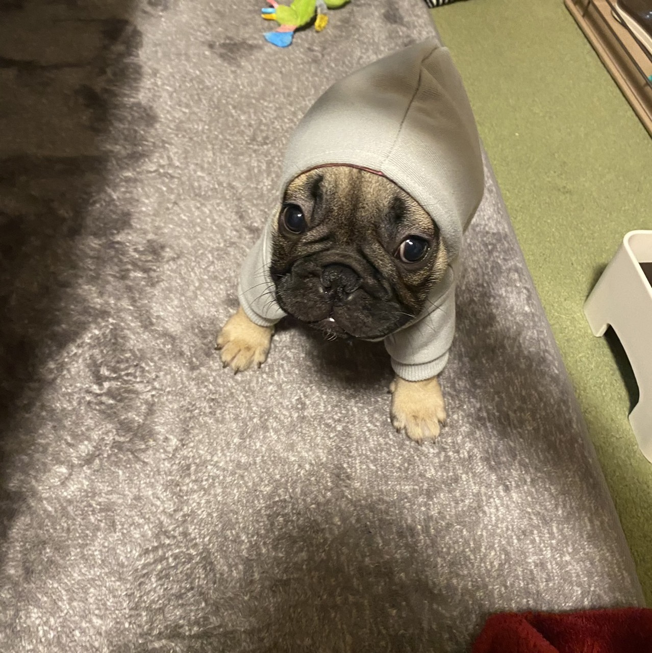 �t�����`�u���h�b�O �e��