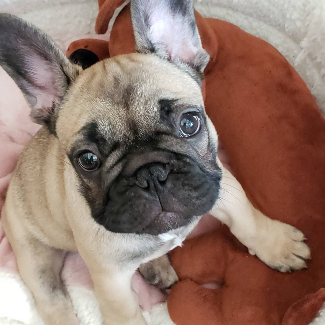 �t�����`�u���h�b�O �e��