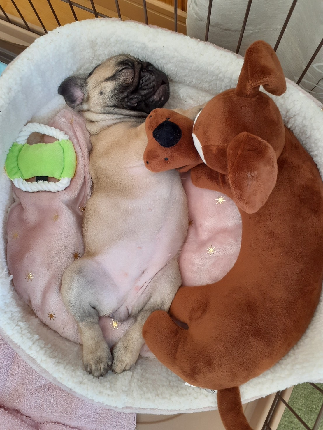 �t�����`�u���h�b�O �e��