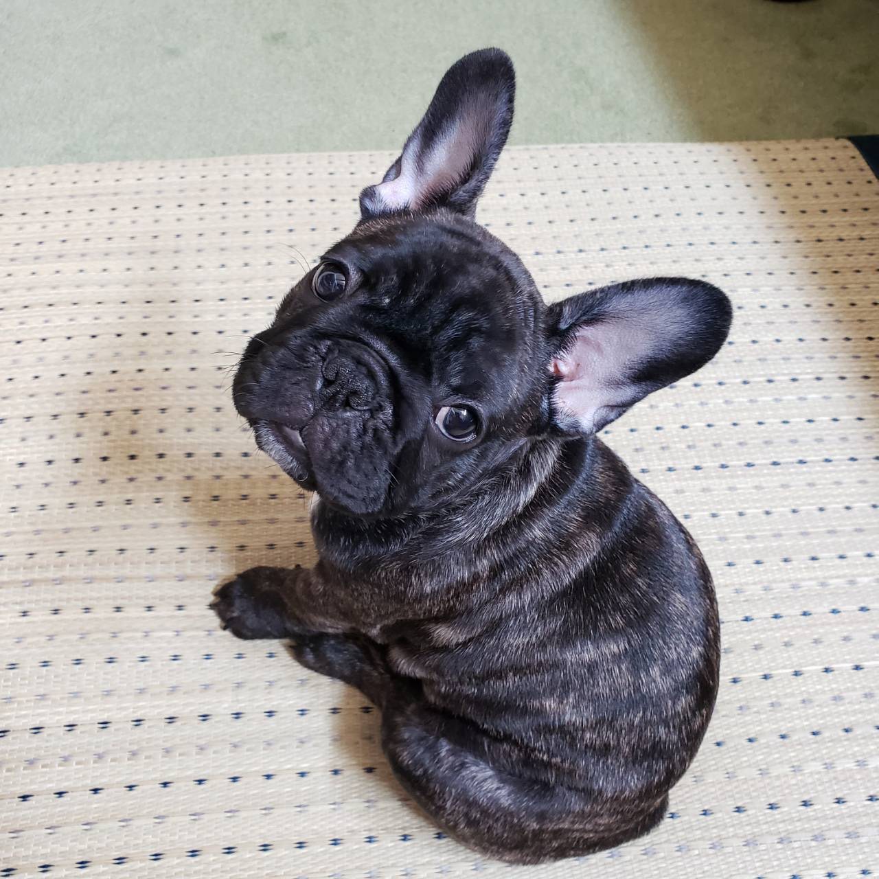 �t�����`�u���h�b�O �e��