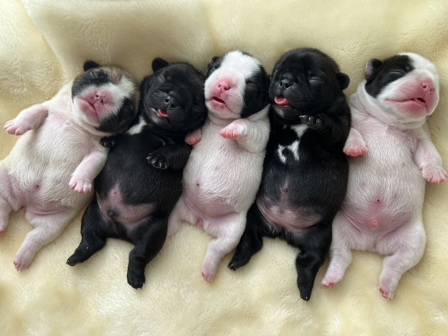 �t�����`�u���h�b�O �e��