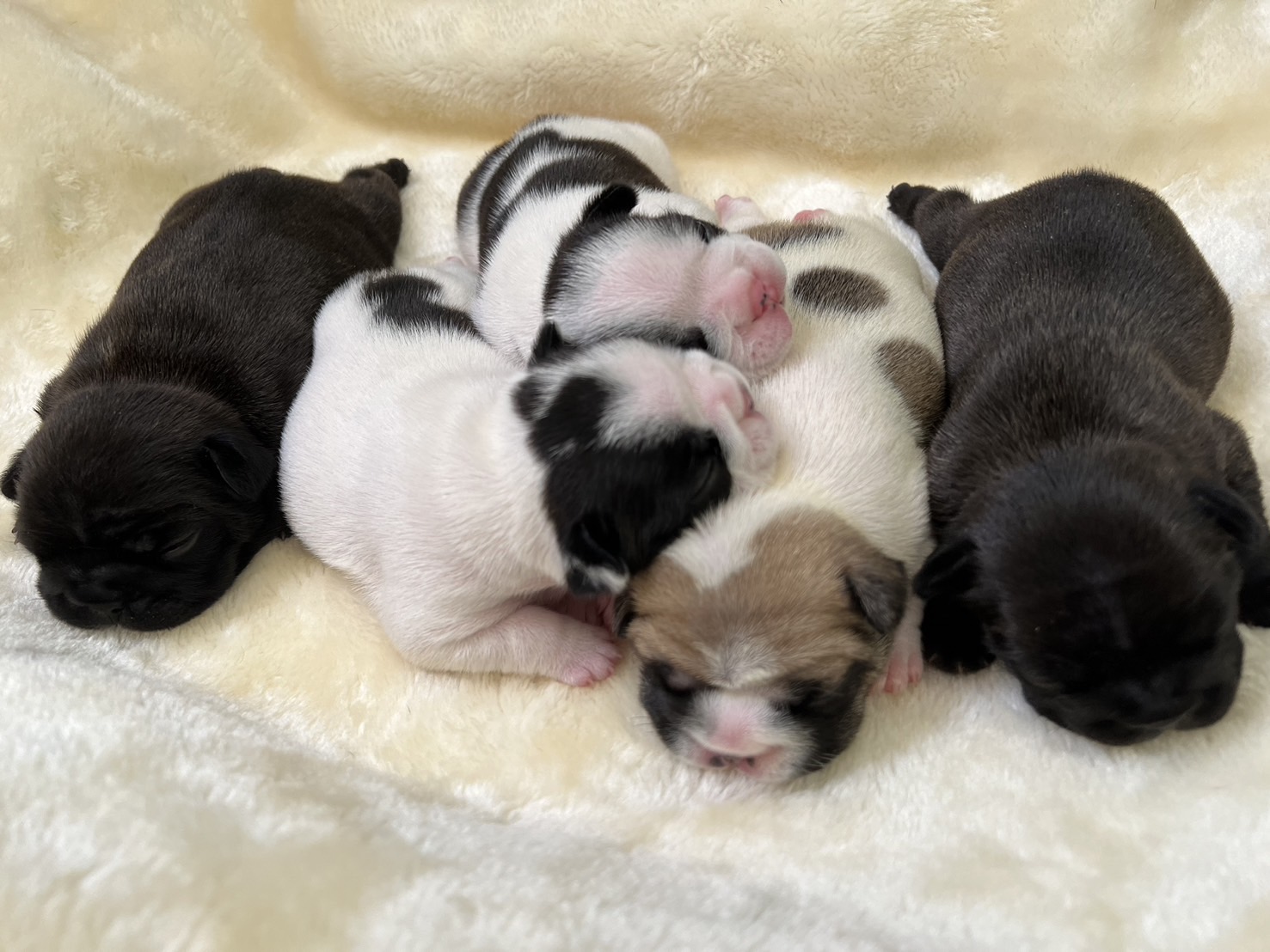 �t�����`�u���h�b�O �e��