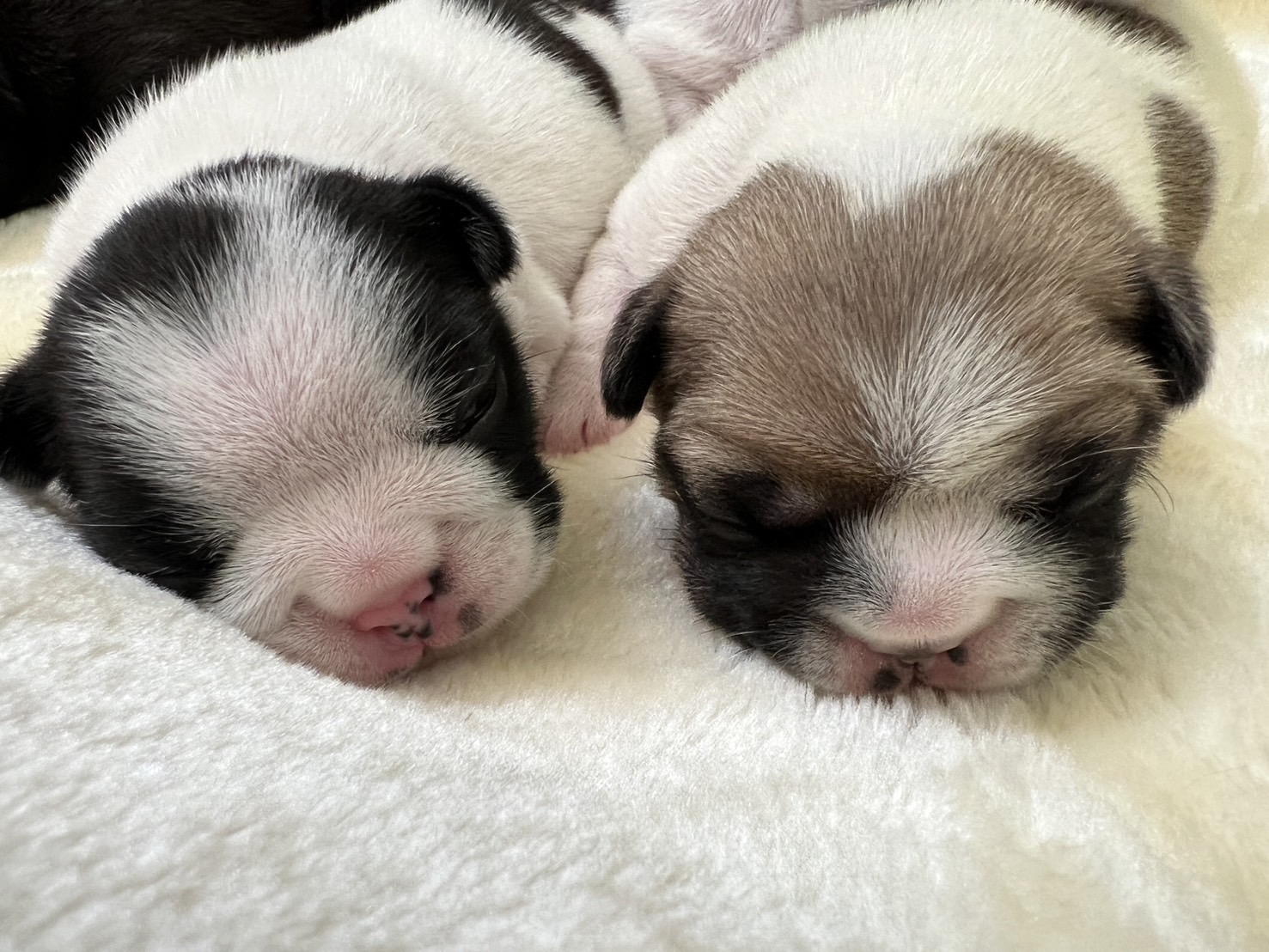 �t�����`�u���h�b�O �e��