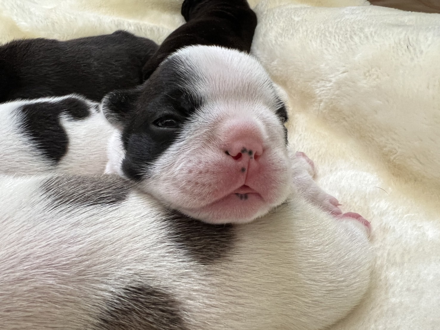 �t�����`�u���h�b�O �e��