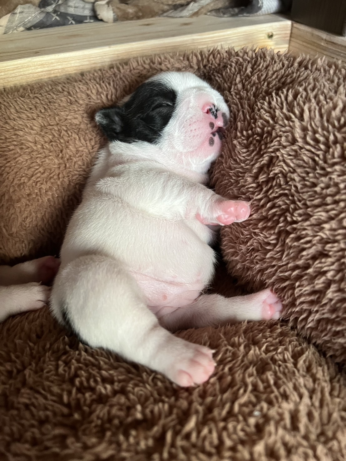 �t�����`�u���h�b�O �e��