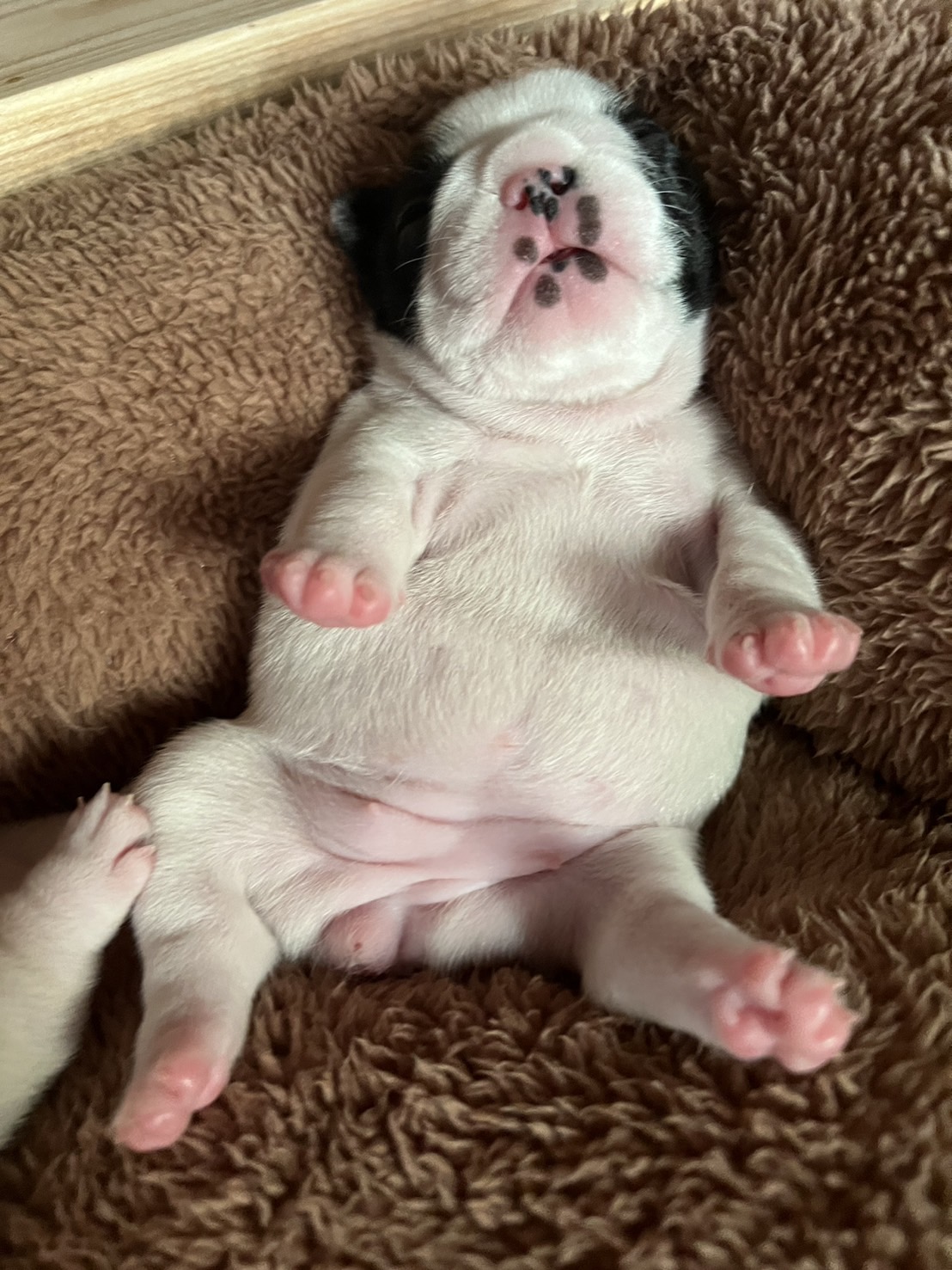 �t�����`�u���h�b�O �e��