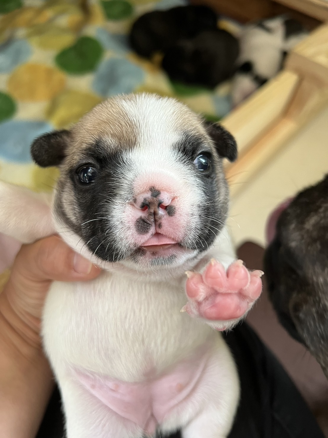 �t�����`�u���h�b�O �e��