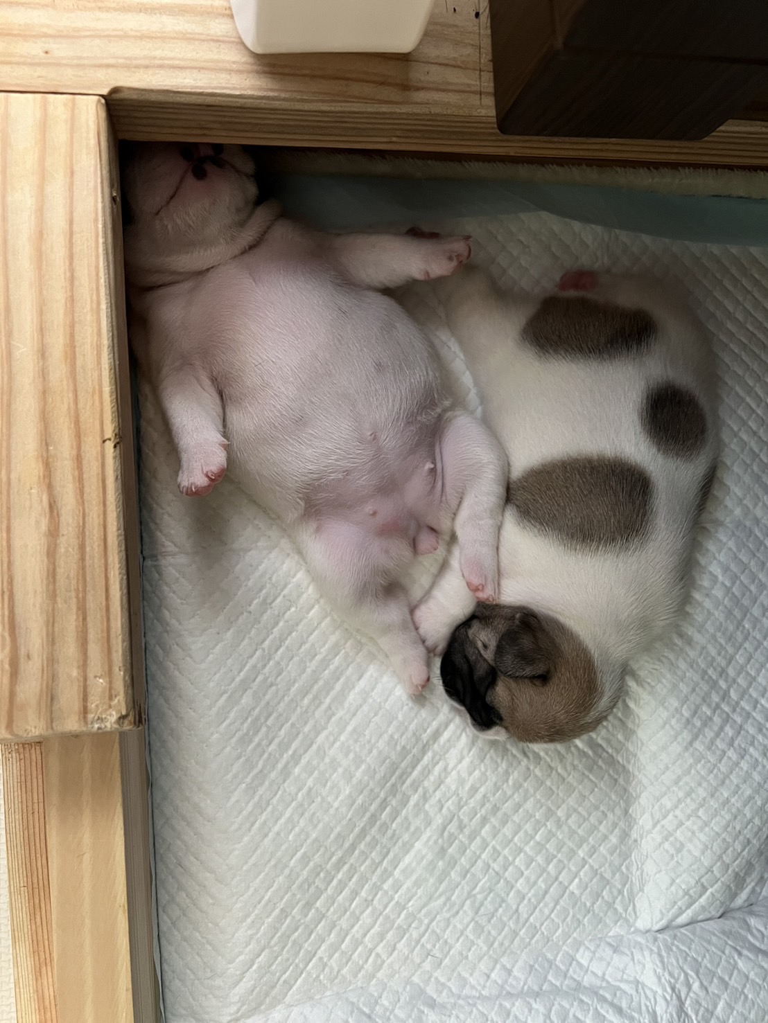 �t�����`�u���h�b�O �e��