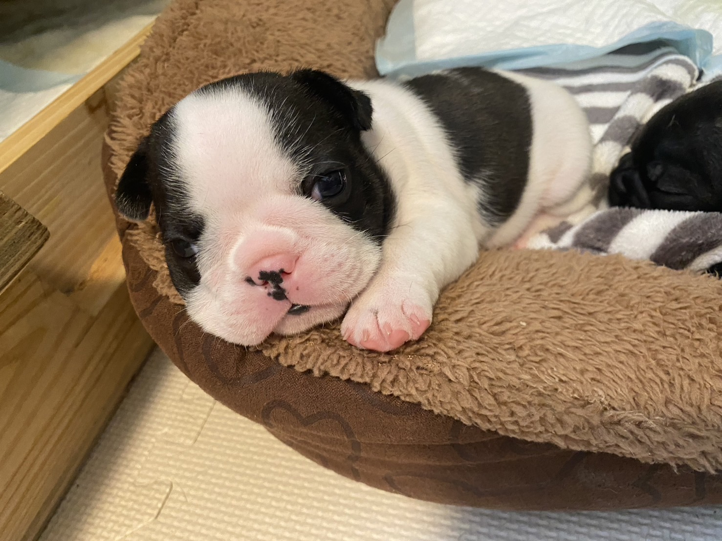 �t�����`�u���h�b�O �e��