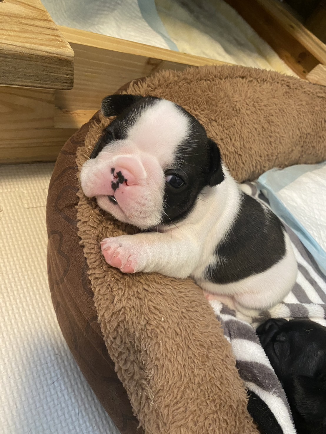 �t�����`�u���h�b�O �e��