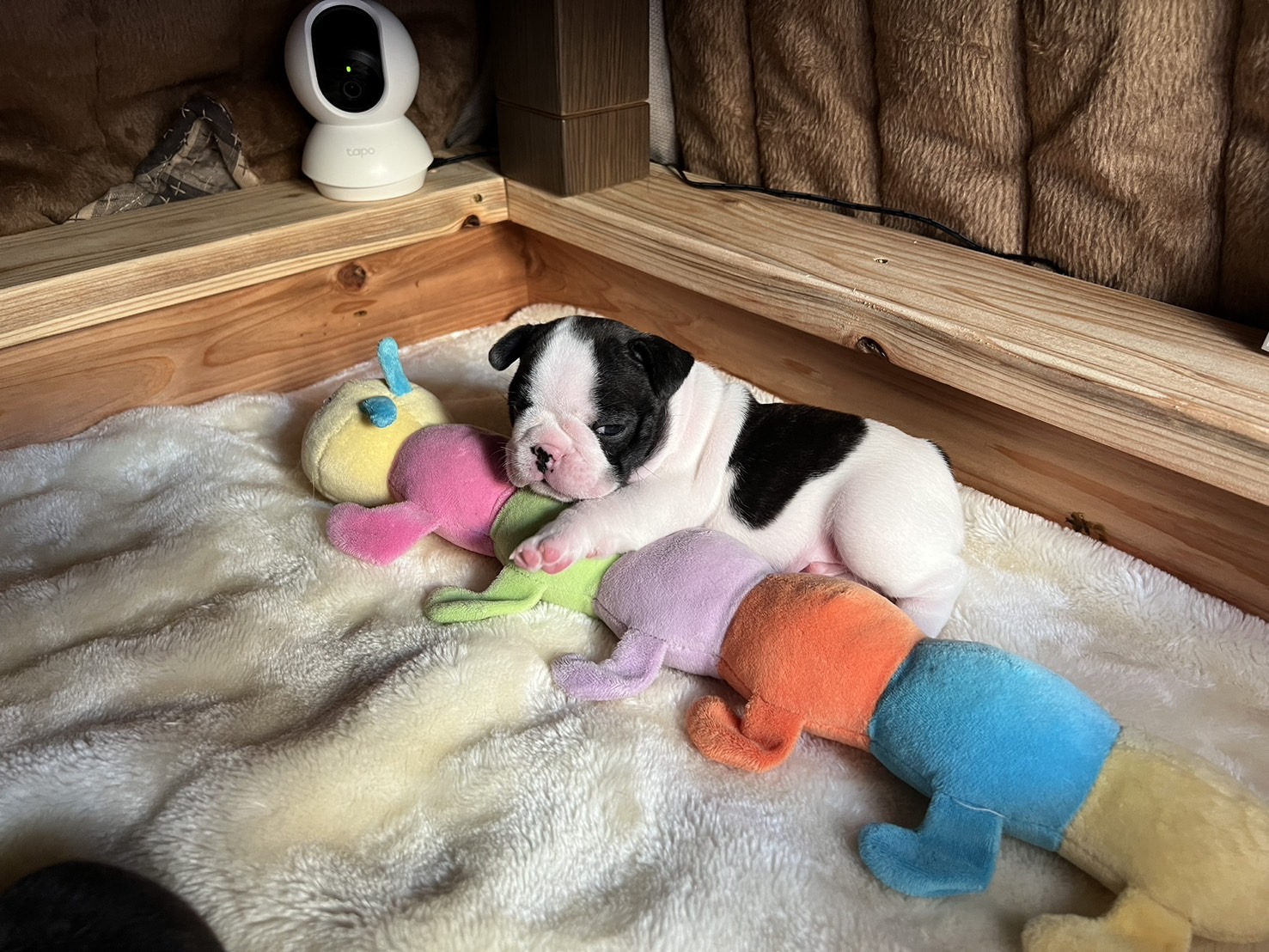 �t�����`�u���h�b�O �e��