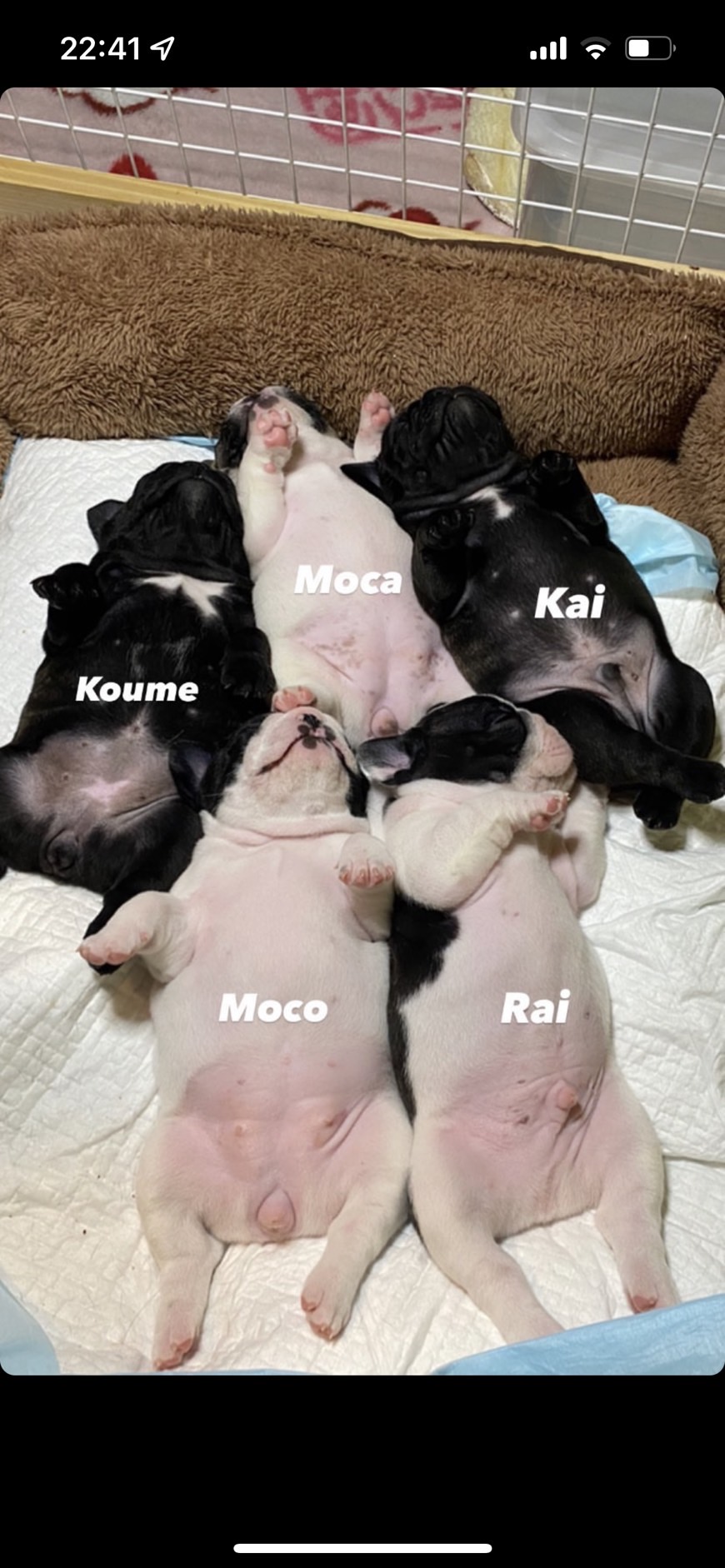 �t�����`�u���h�b�O �e��