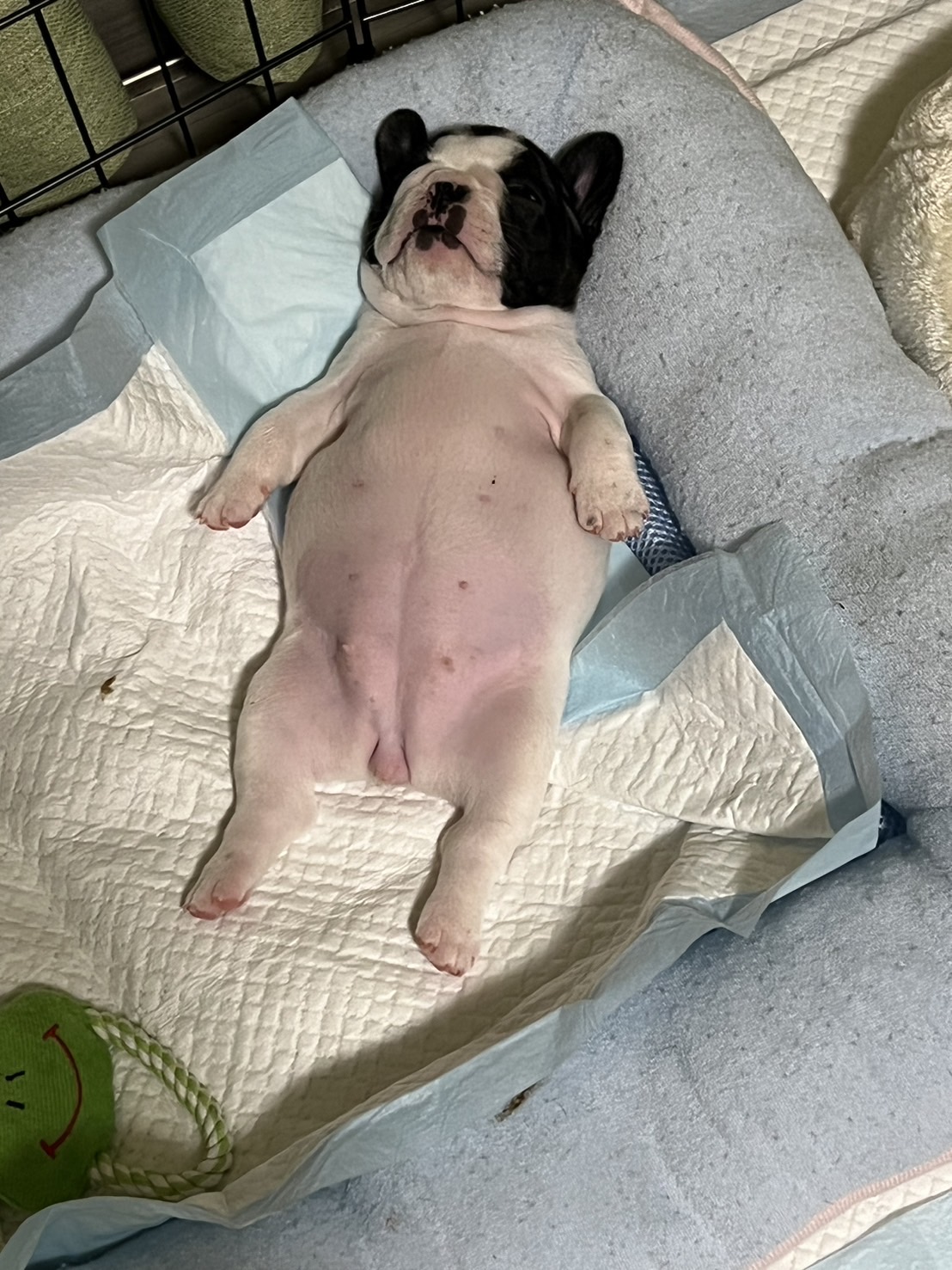 �t�����`�u���h�b�O �e��