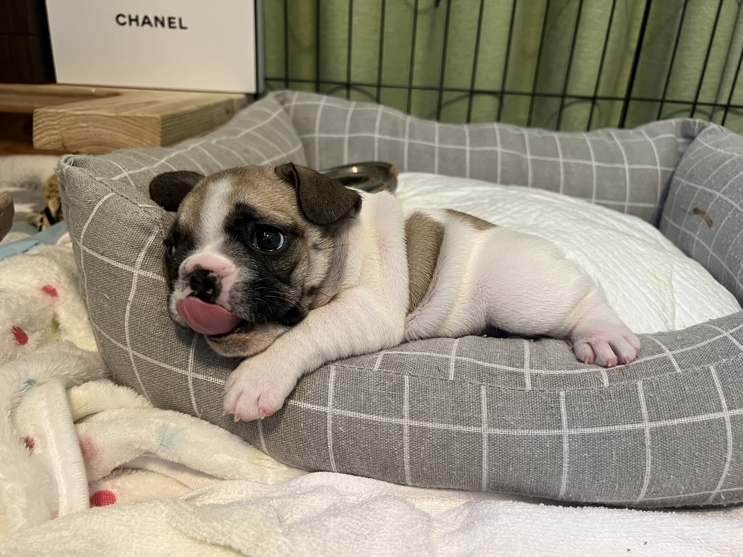 �t�����`�u���h�b�O �e��