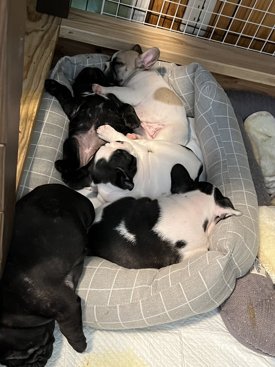 �t�����`�u���h�b�O �e��