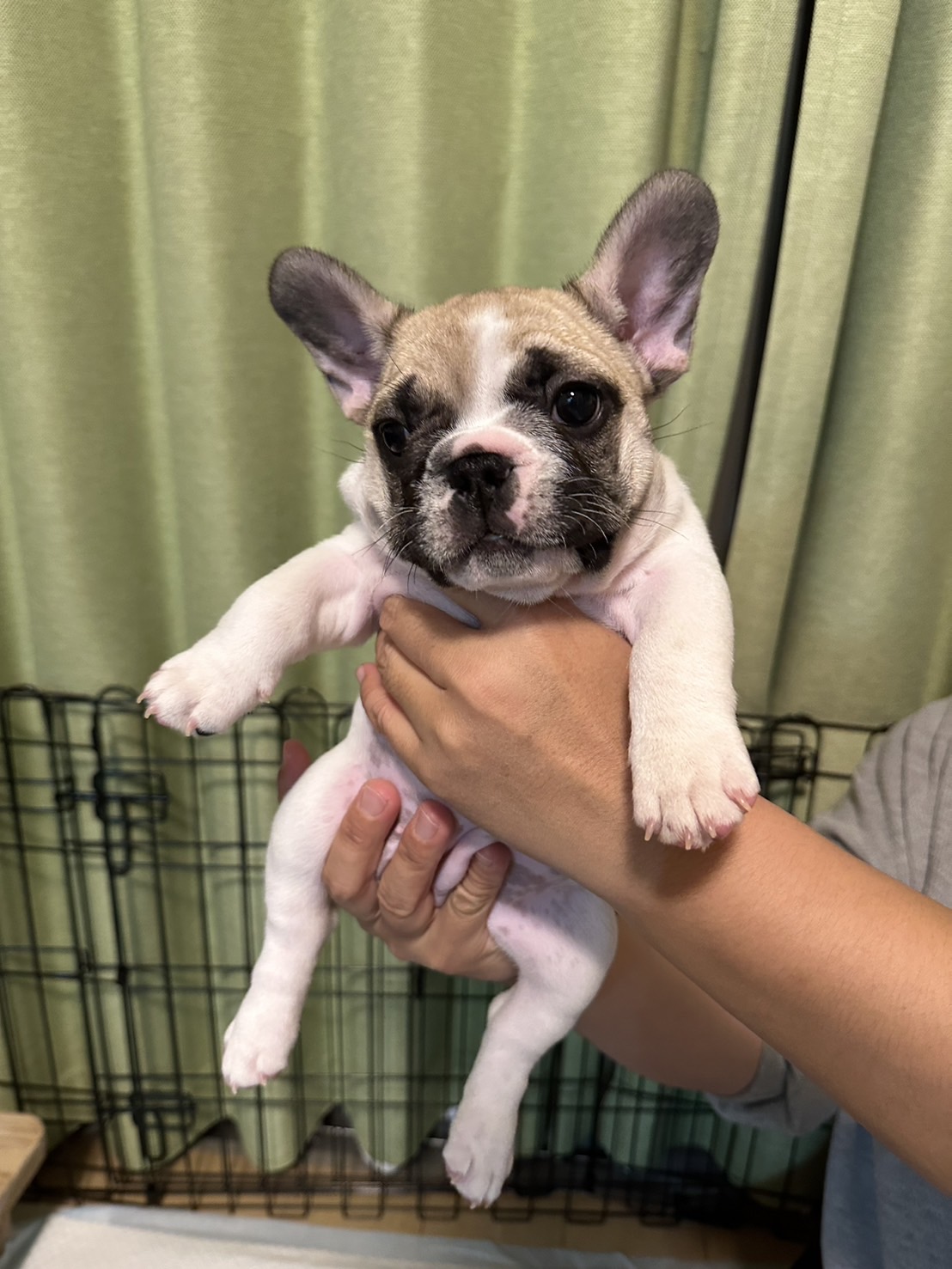 �t�����`�u���h�b�O �e��