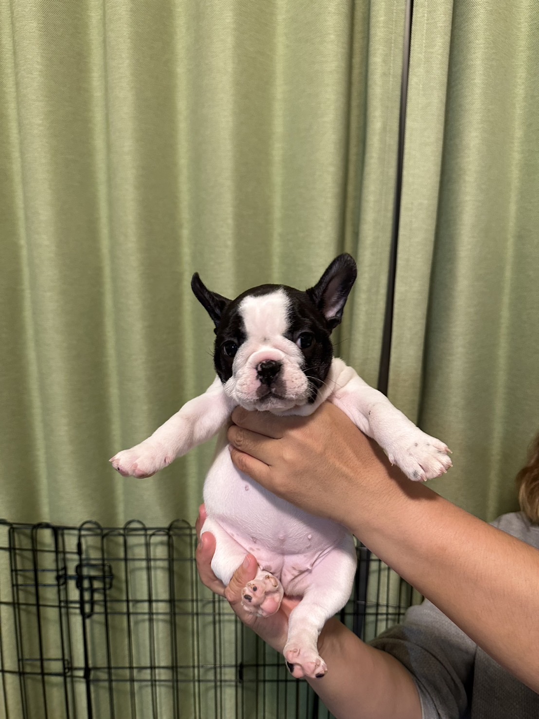 �t�����`�u���h�b�O �e��