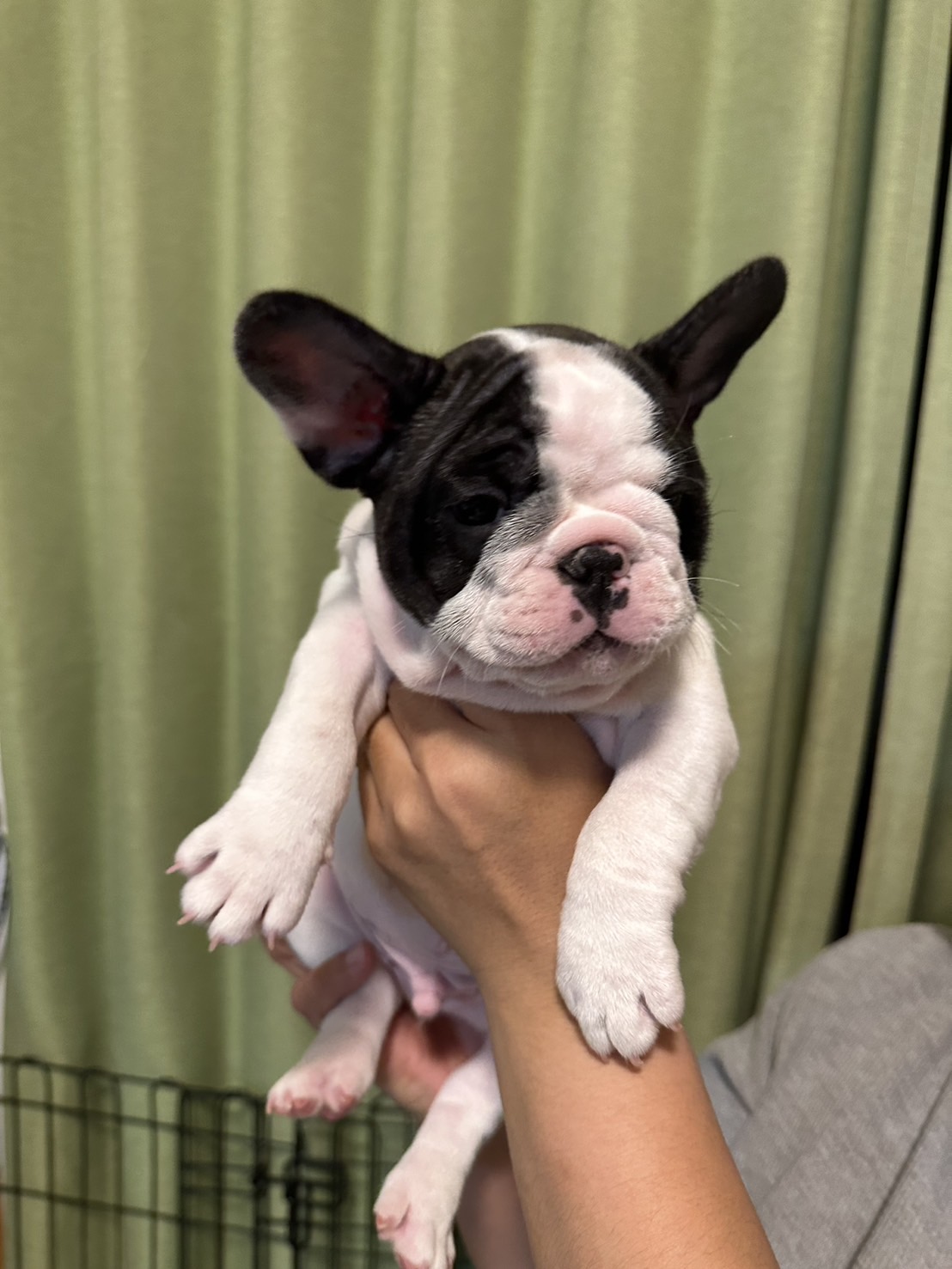 �t�����`�u���h�b�O �e��