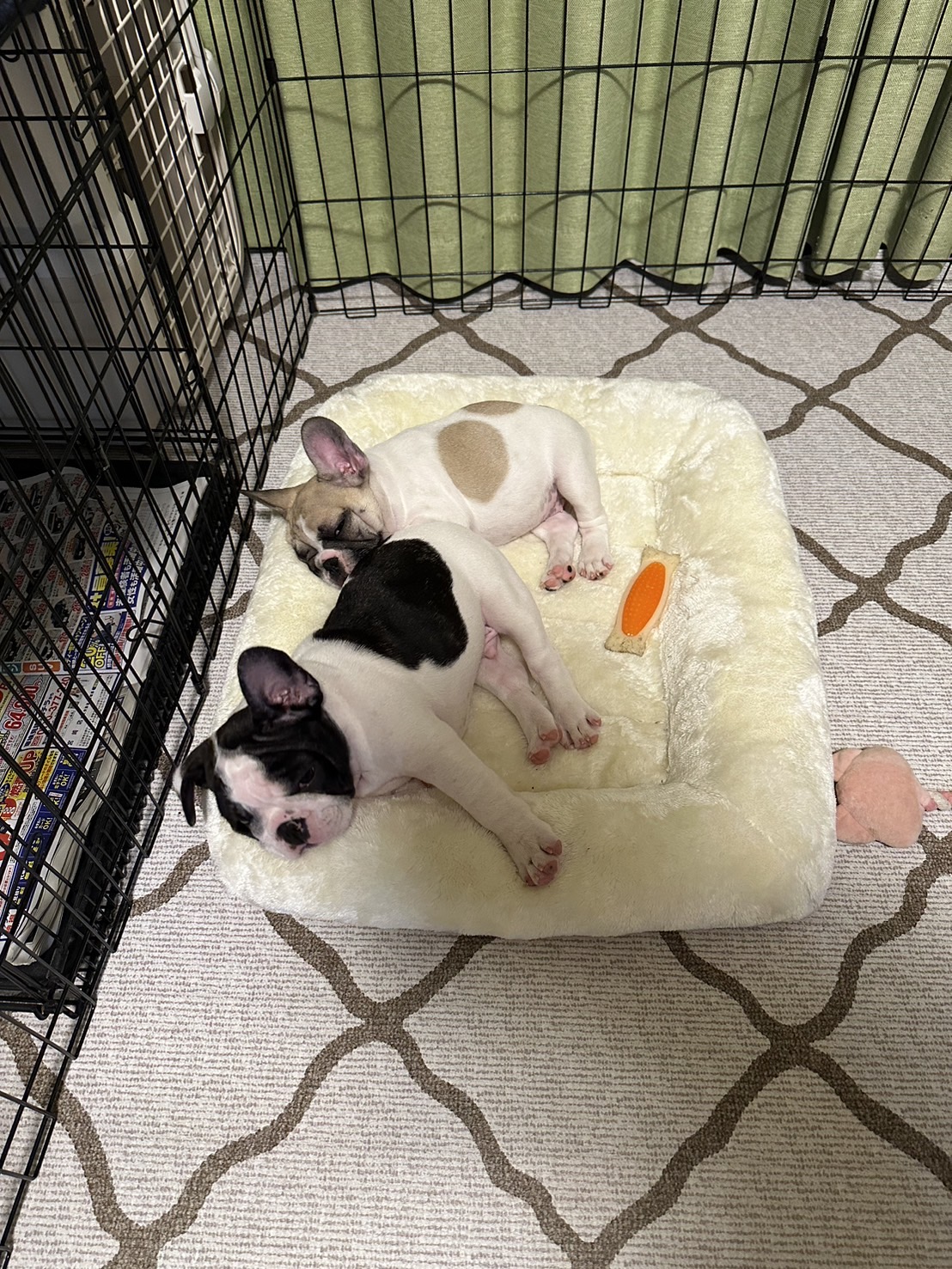 �t�����`�u���h�b�O �e��