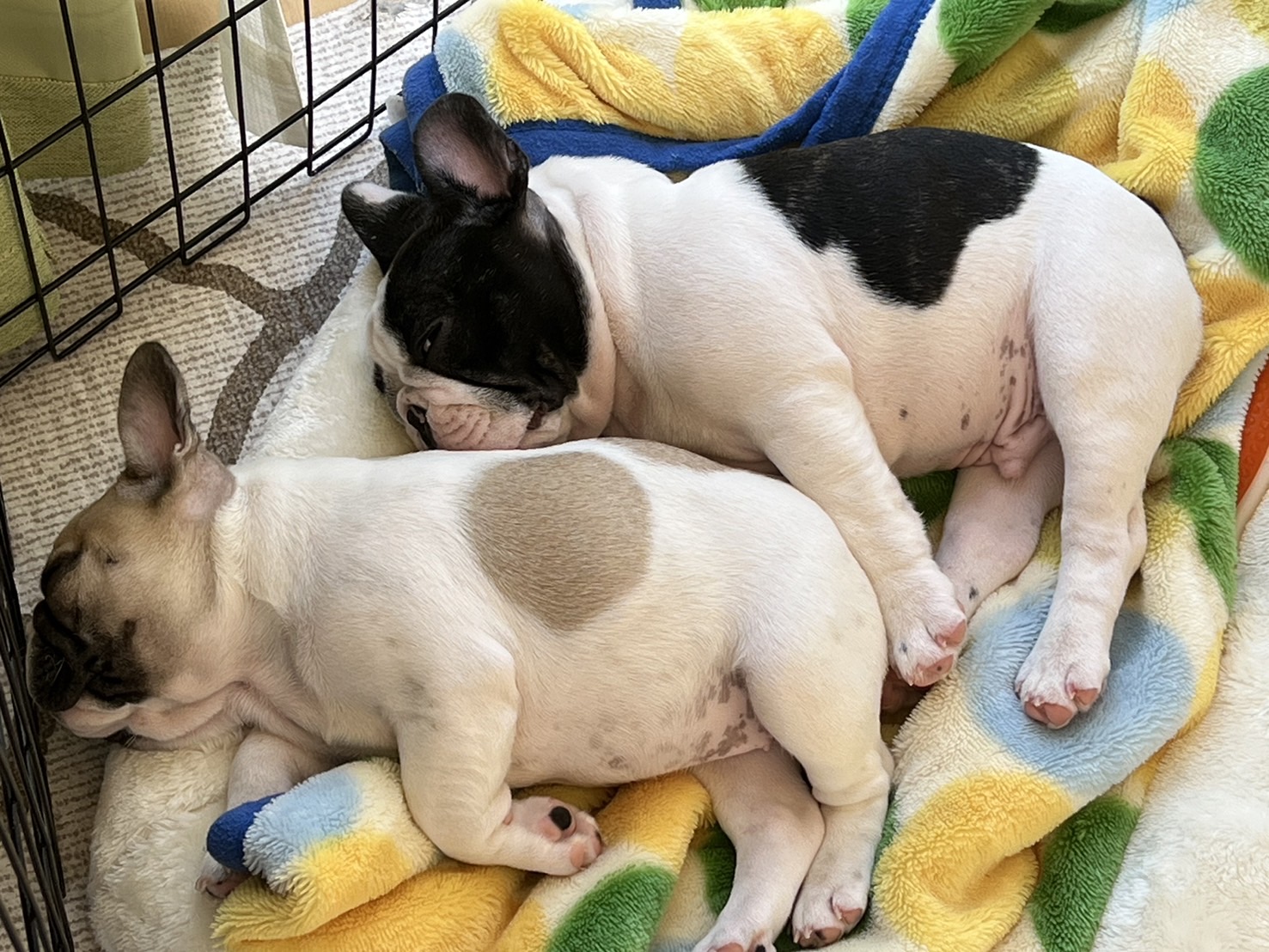 �t�����`�u���h�b�O �e��