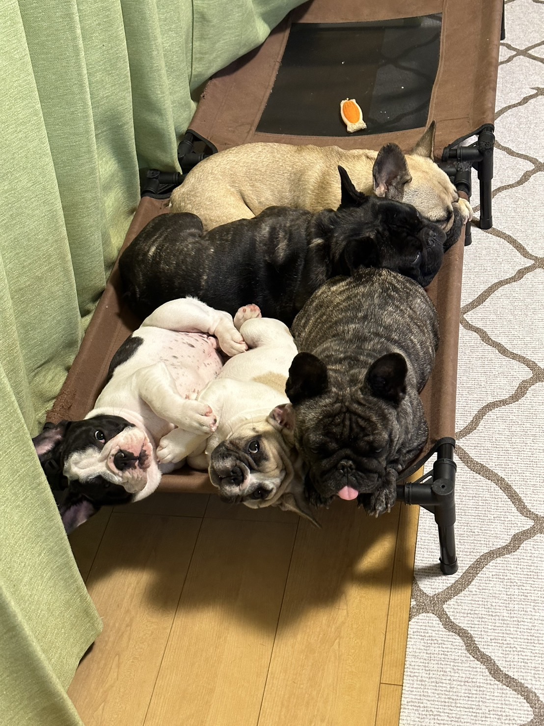 �t�����`�u���h�b�O �e��