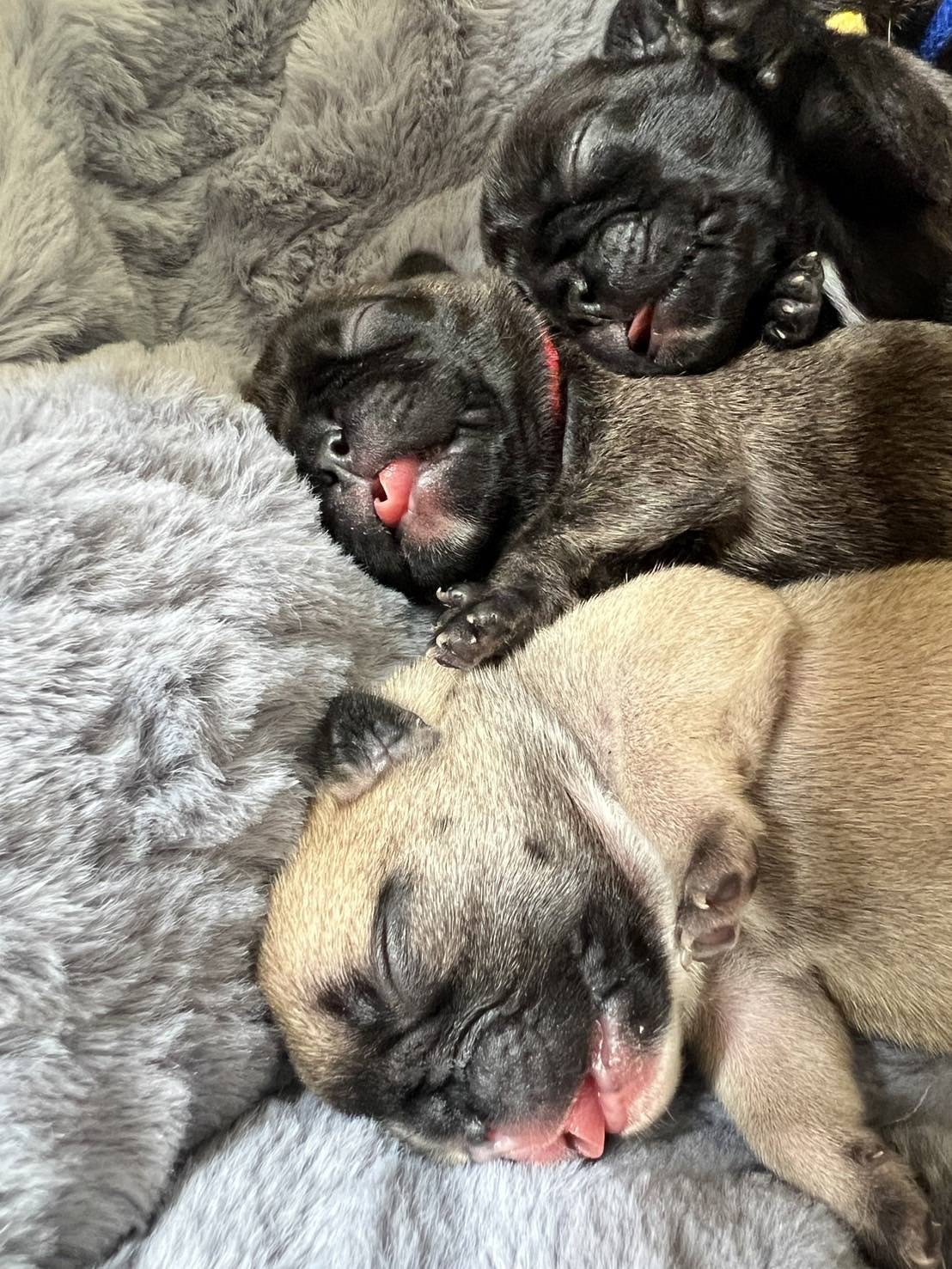 �t�����`�u���h�b�O �e��