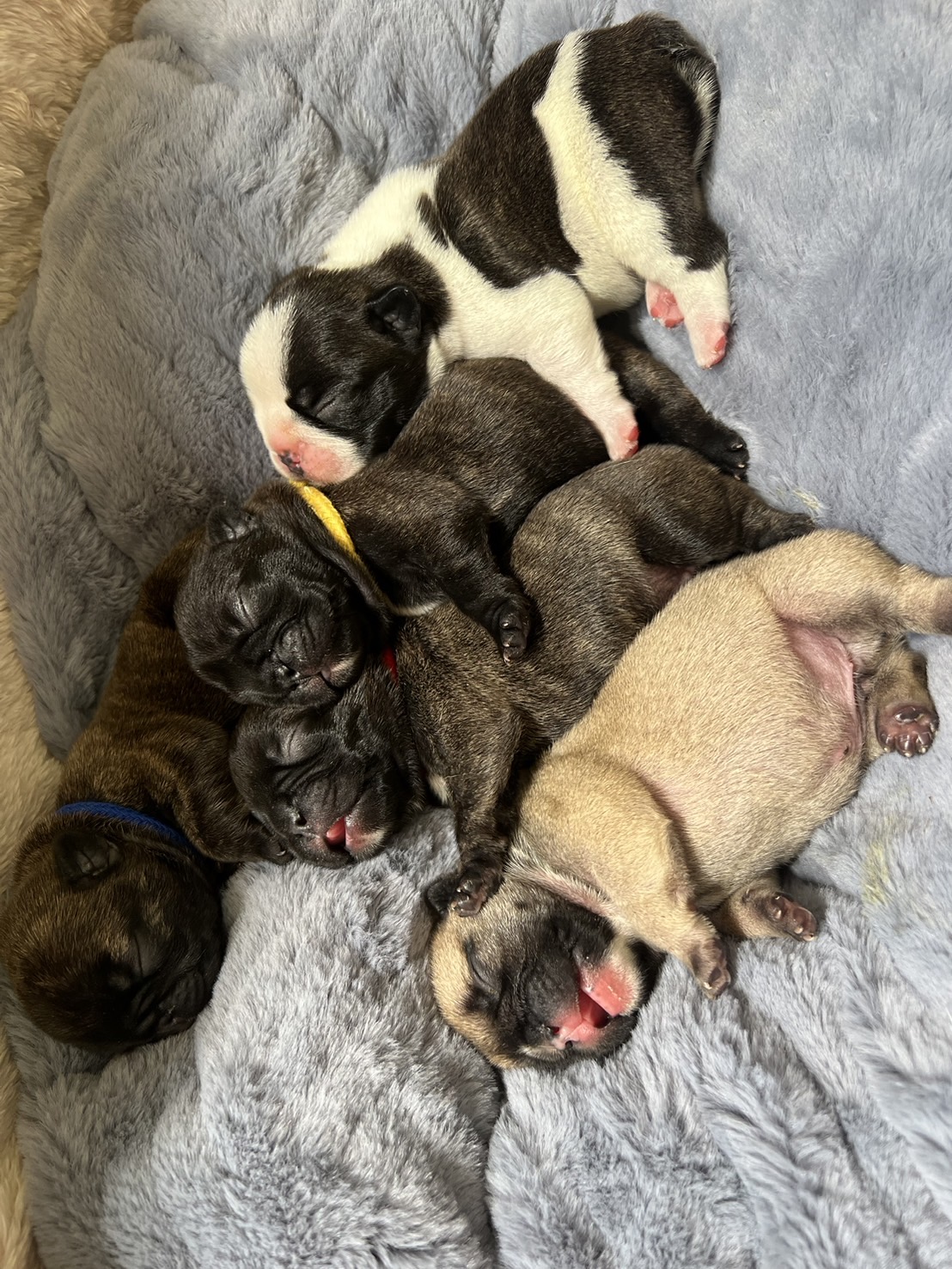 �t�����`�u���h�b�O �e��