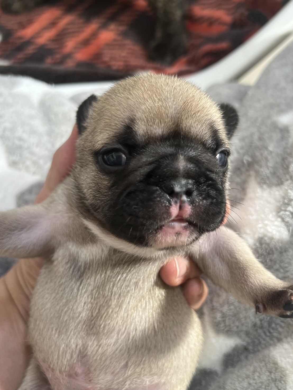 �t�����`�u���h�b�O �e��