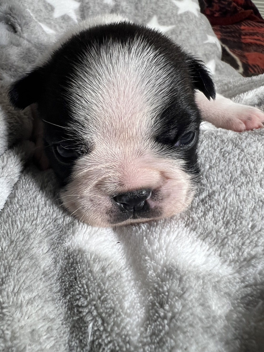 �t�����`�u���h�b�O �e��