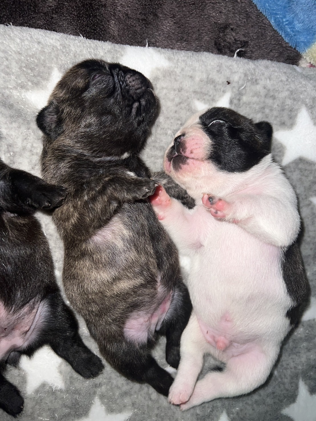 �t�����`�u���h�b�O �e��