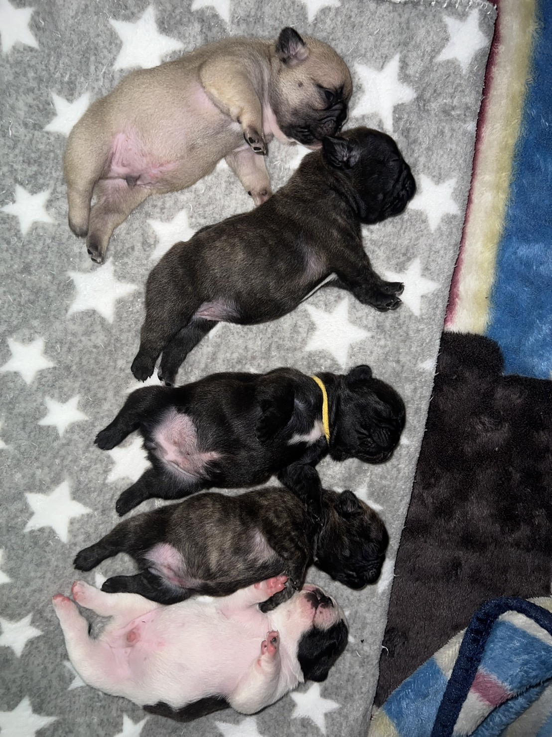 �t�����`�u���h�b�O �e��