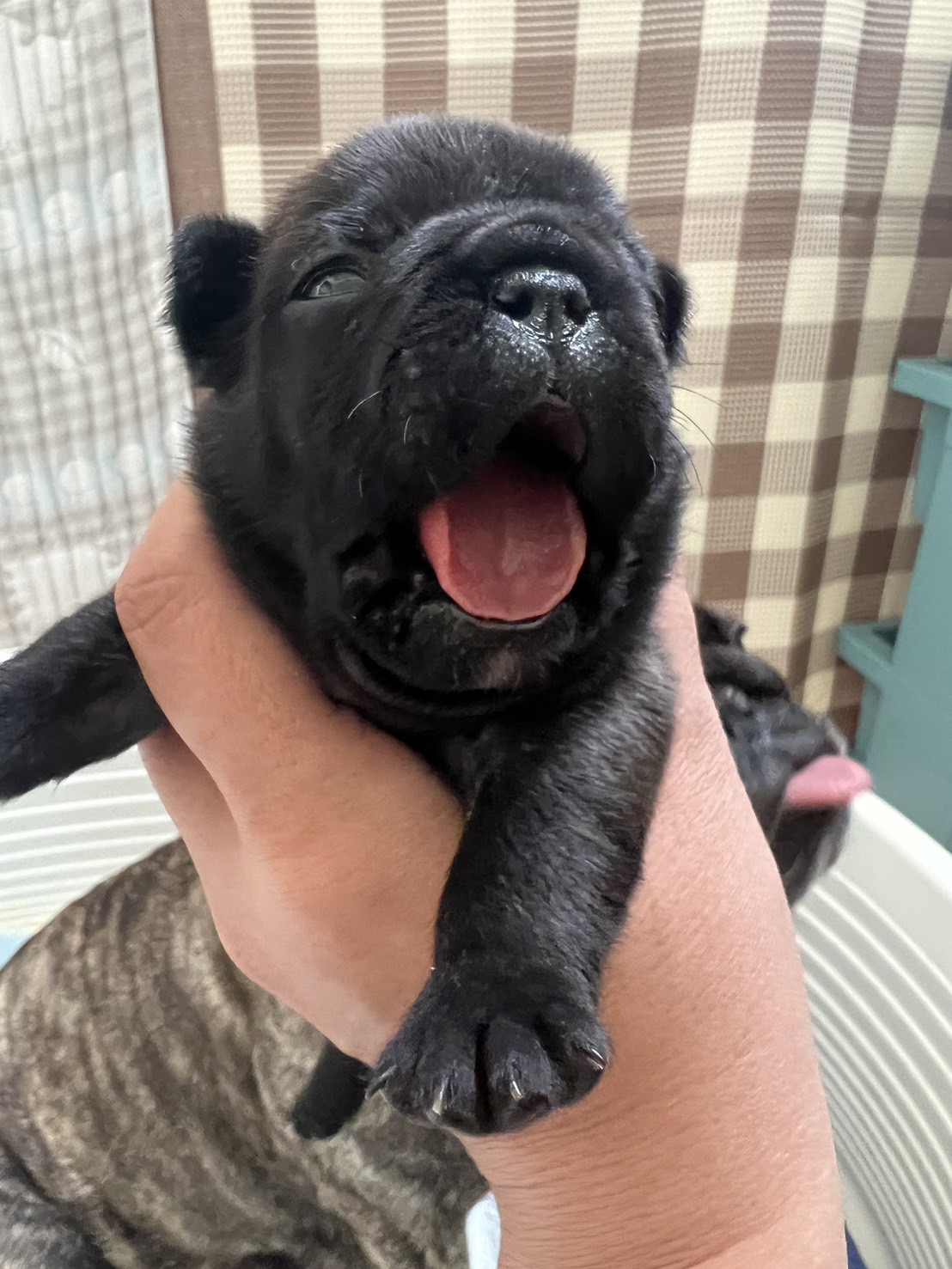 �t�����`�u���h�b�O �e��