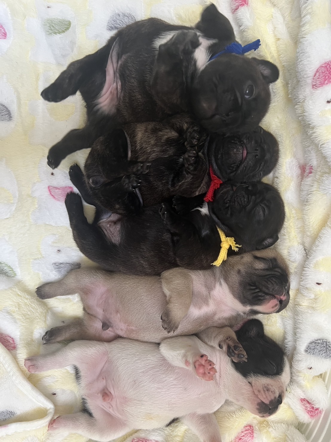 �t�����`�u���h�b�O �e��