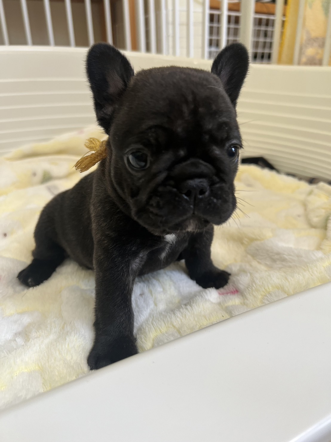 �t�����`�u���h�b�O �e��