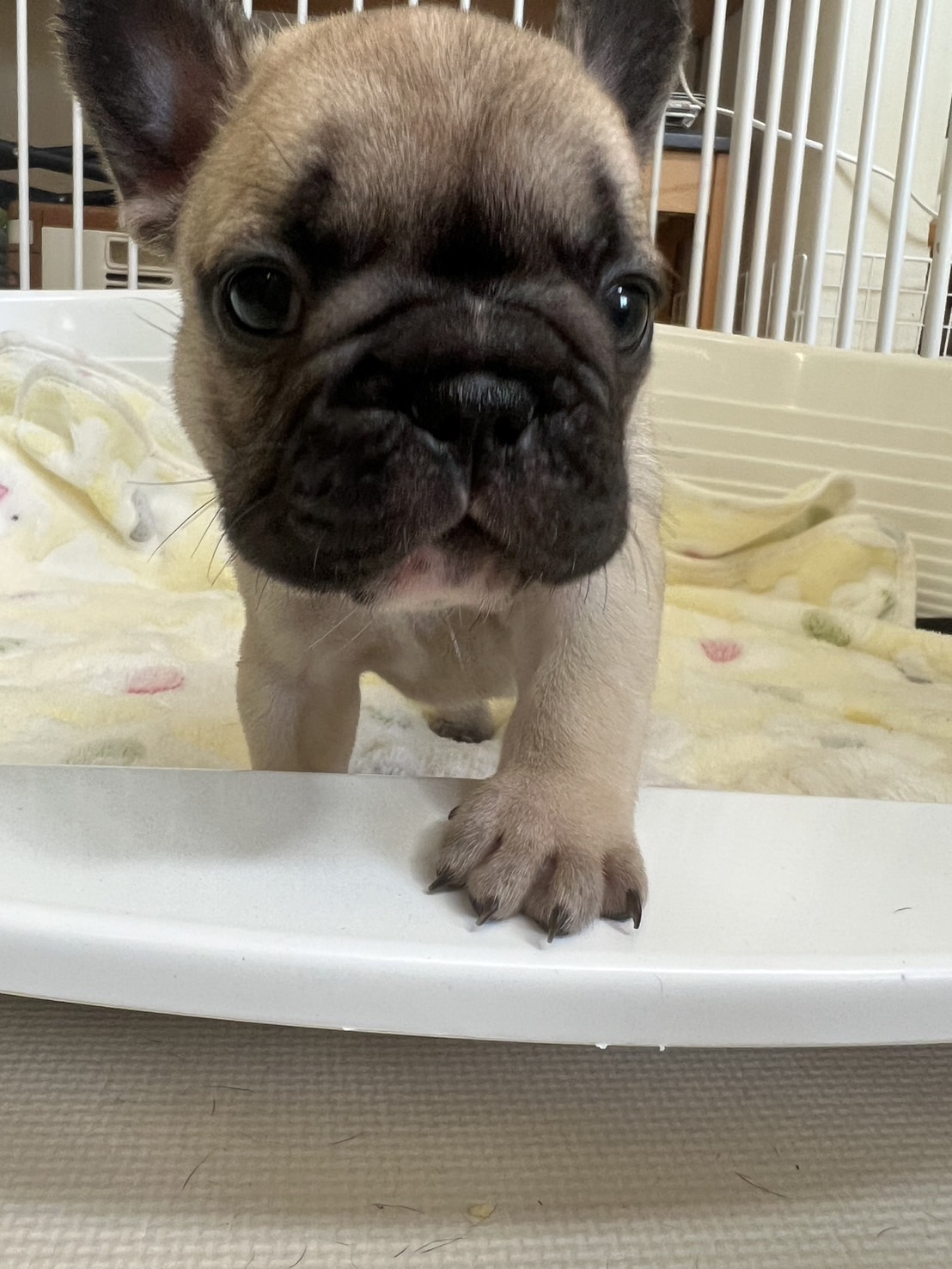 �t�����`�u���h�b�O �e��