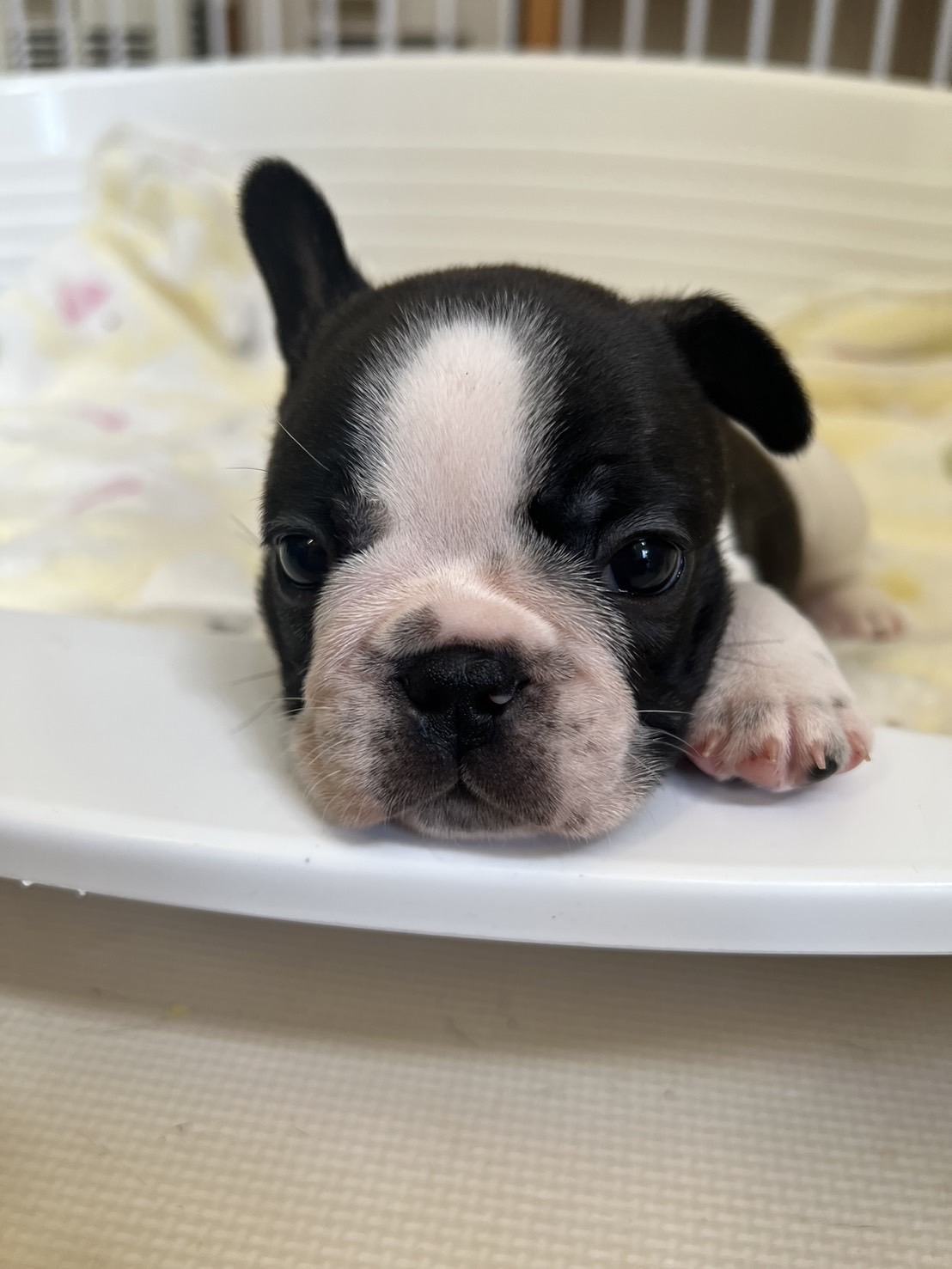 �t�����`�u���h�b�O �e��