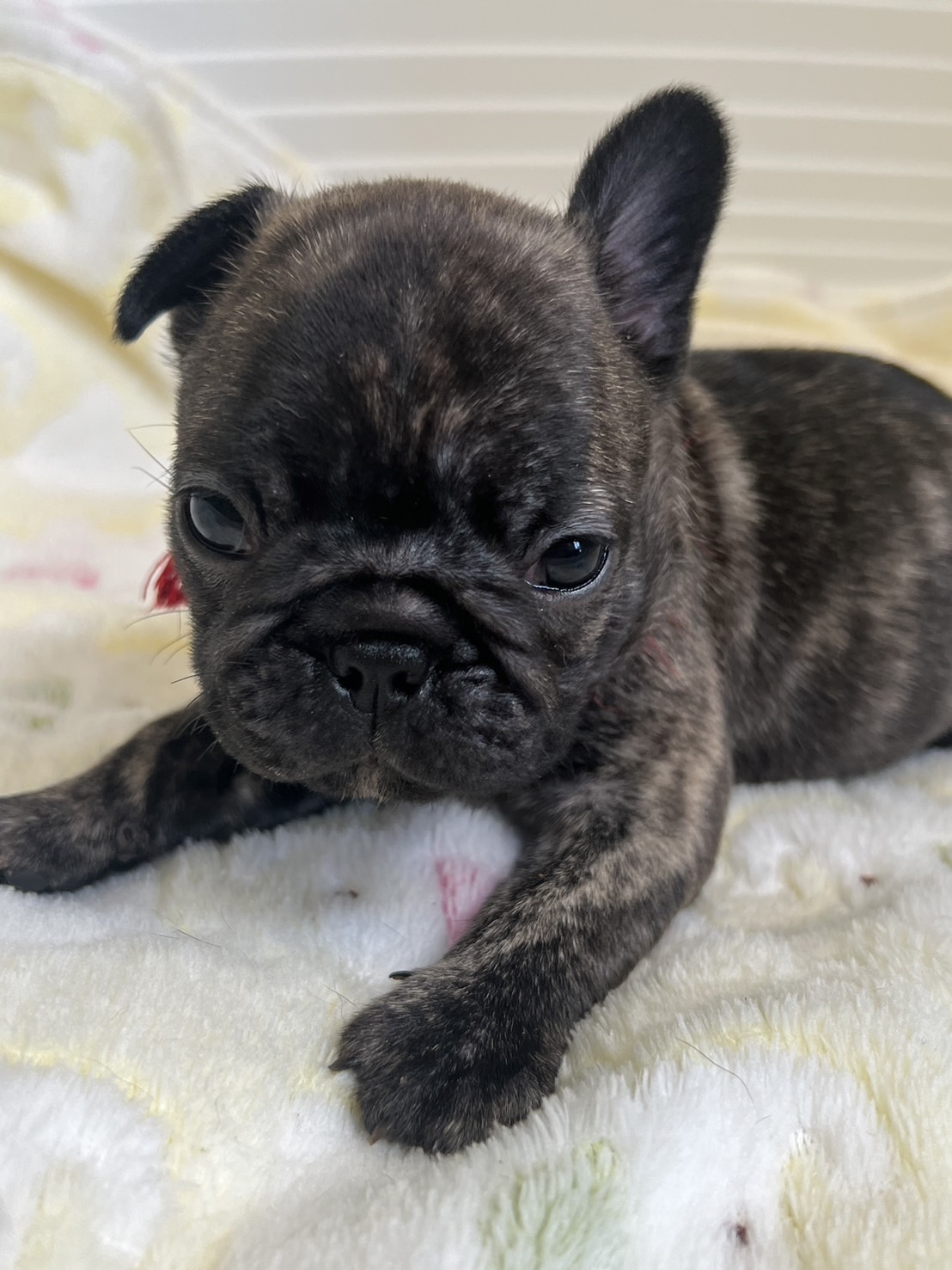 �t�����`�u���h�b�O �e��