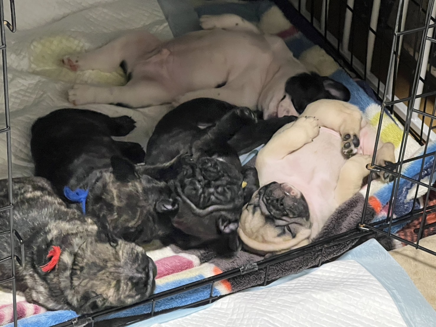 �t�����`�u���h�b�O �e��