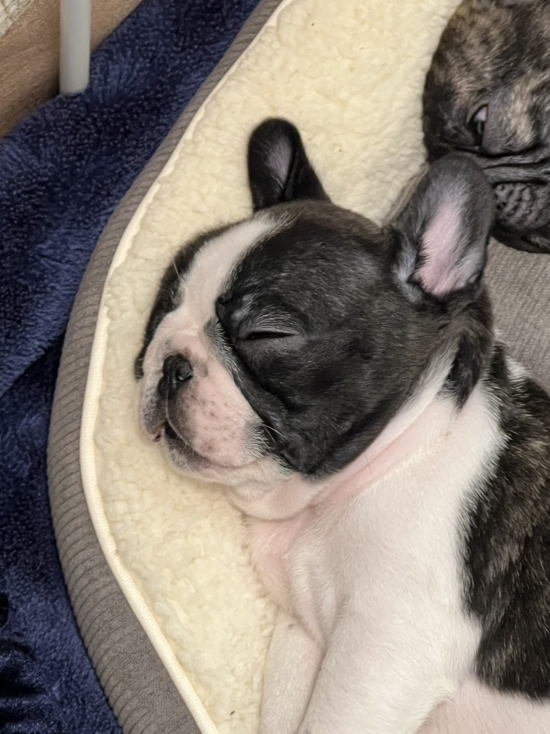 �t�����`�u���h�b�O �e��