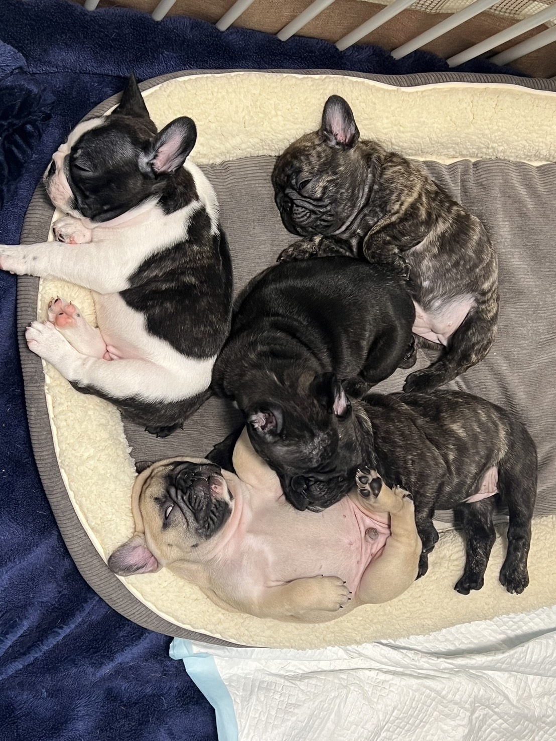 �t�����`�u���h�b�O �e��