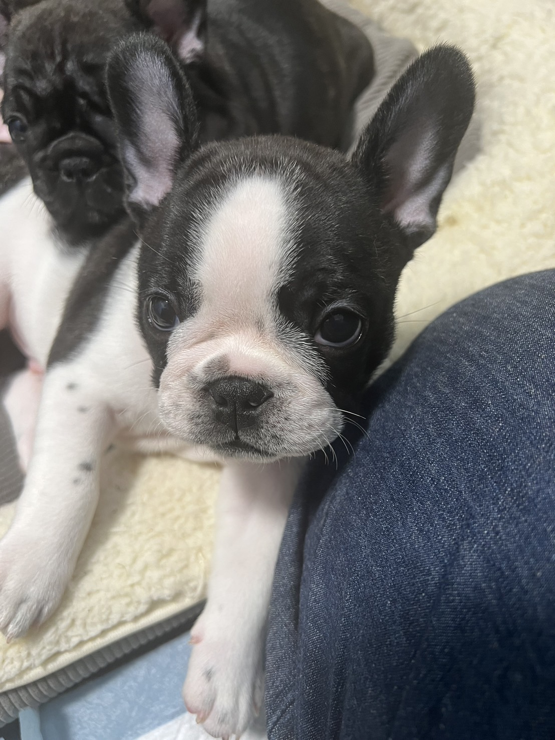 �t�����`�u���h�b�O �e��